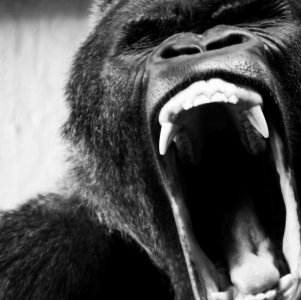 81i22buu8szl-_sl1200_